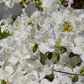 Girard's Pleasant White Azalea #3 gallon pot