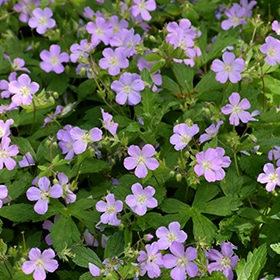 Spotted Cranesbill #1 gallon pot