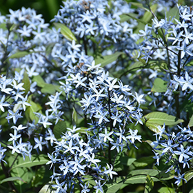 Storm Cloud Bluestar #1.5 gallon pot - Proven Winners