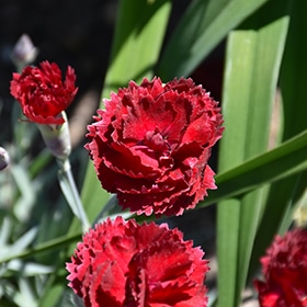 Pretty Poppers Electric Red Pinks #1 gallon pot