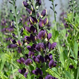 Grape Taffy False Indigo #2 gallon pot