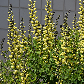 American Goldfinch False Indigo #2 gallon pot