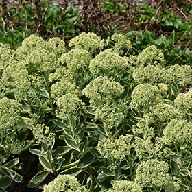 Frosted Fire Stonecrop #1.5 gallon pot