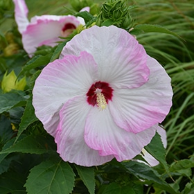 Summerific Ballet Slippers Hibiscus #3 gallon pot