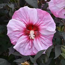 Summerific Cherry Choco Latte Hibiscus #3 gallon pot - Proven Winners