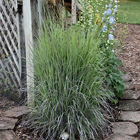 Twilight Zone Bluestem #1 gallon pot
