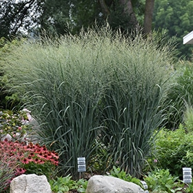 Prairie Winds Totem Pole Switch Grass #2 gallon pot - Proven Winners