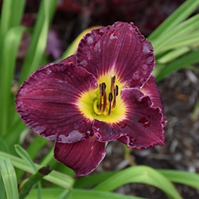 Rainbow Rhythm Nosferatu Daylily #1.5 gallon pot - Proven Winners