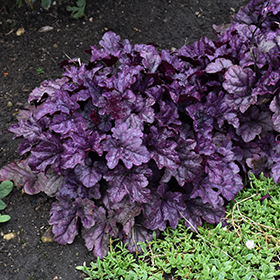 Dolce Wildberry Coral Bells #1 gallon pot - Proven Winners