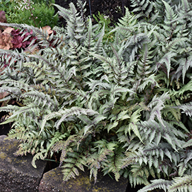 Japanese Painted Fern #1 gallon pot