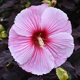 Starry Starry Night Hibiscus #3 gallon pot