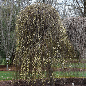 Weeping Pussy Willow #10 gallon pot
