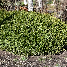 Winter Gem Boxwood #2 gallon pot