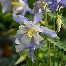Kirigami Deep Blue and White Columbine 4.25"/quart pot