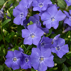 Bowles Periwinkle super 6-pack tray
