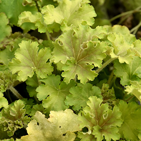 Dolce Apple Twist Coral Bells #1 gallon pot - Proven Winners