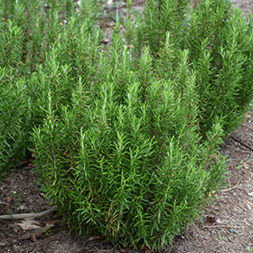 Barbeque Rosemary 3.25"/pint pot - Chef Jeff