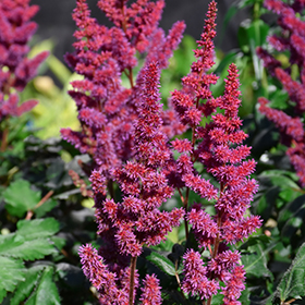 Visions in Red Chinese Astilbe #2 gallon pot