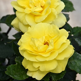 Sunsprite Rose #3 gallon pot