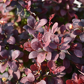 Sunjoy Mini Maroon Japanese Barberry #2 gallon pot - Proven Winners
