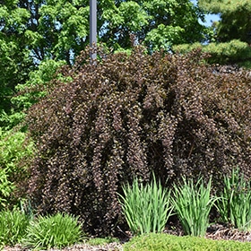 Summer Wine Ninebark #3 gallon pot - Proven Winners