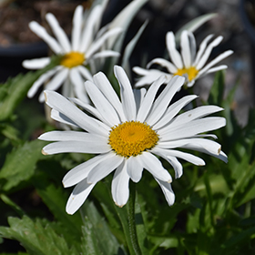 Lucille White Shasta Daisy #1 gallon pot