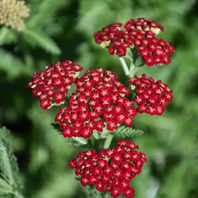 Sassy Summer Sangria Yarrow #1 gallon pot