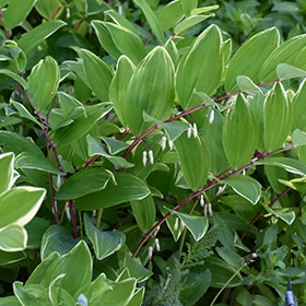 Variegated Solomon's Seal #1 gallon pot