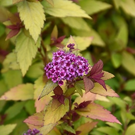 Poprocks Rainbow Fizz Spirea #2 gallon pot - Bloomin' Easy