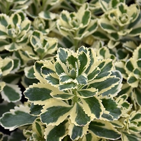 Atlantis Stonecrop #1 gallon pot