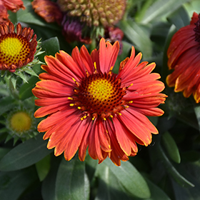 Spintop Yellow Touch Blanket Flower 4.25"/quart pot