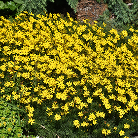 Zagreb Tickseed #2 gallon pot