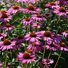 PowWow Wild Berry Coneflower #1.5 gallon pot