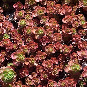 Dragon's Blood Stonecrop #1 gallon pot