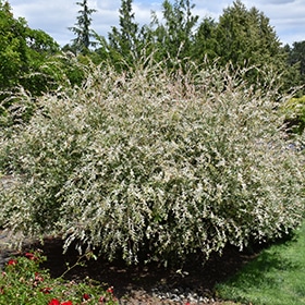 Tricolor Willow #5 gallon pot