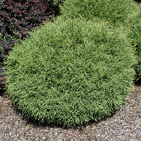 Mr. Bowling Ball Arborvitae #1 gallon pot