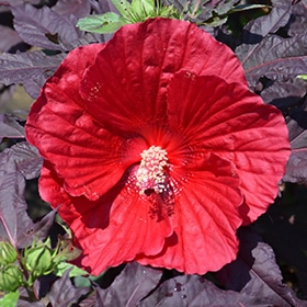 Midnight Marvel Hibiscus #3 gallon pot