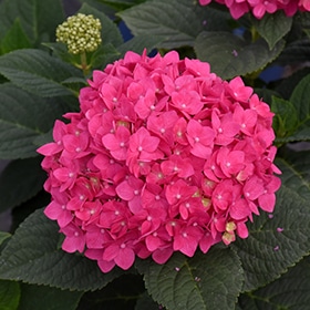 Summer Crush Hydrangea #3 gallon pot - Endless Summer