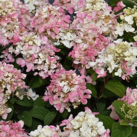Fire Light Tidbit Hydrangea #3 gallon pot - Proven Winners