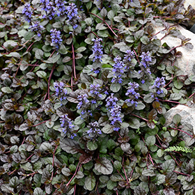 Mahogany Bugleweed 24-cell flat