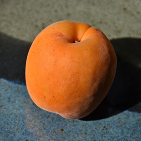 Chinese Apricot #7 gallon pot - Hollybrook Farms
