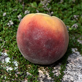 Contender Peach #7 gallon pot