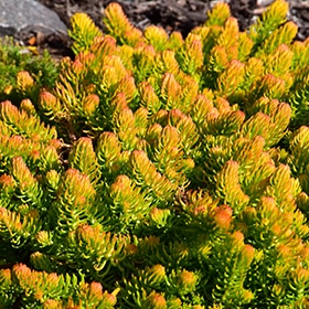 Angelina Stonecrop #1 gallon pot