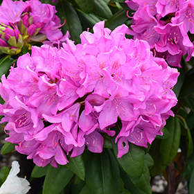 Roseum Pink Rhododendron #1 gallon pot