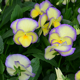 Etain Pansy 4.25"/quart pot