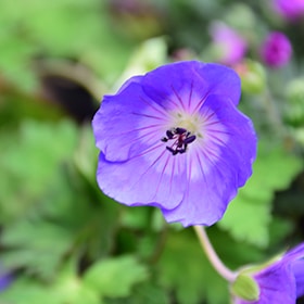 Rozanne Cranesbill #1.5 gallon pot