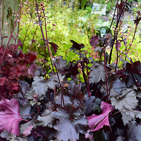 Black Pearl Coral Bells #1.5 gallon pot - Proven Winners