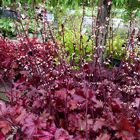 Dolce Cherry Truffles Coral Bells 4.25"/quart pot - Proven Winners