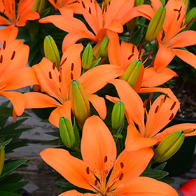 Matrix Orange Lily 4.25"/quart pot