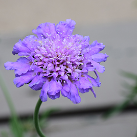 Butterfly Blue Pincushion Flower #1 gallon pot